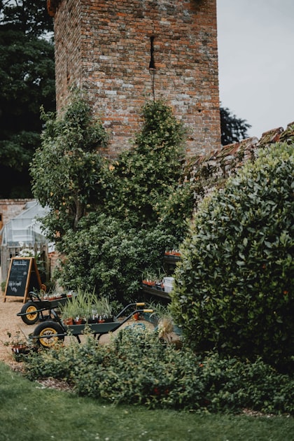 Trimming Techniques for a Neat Yard