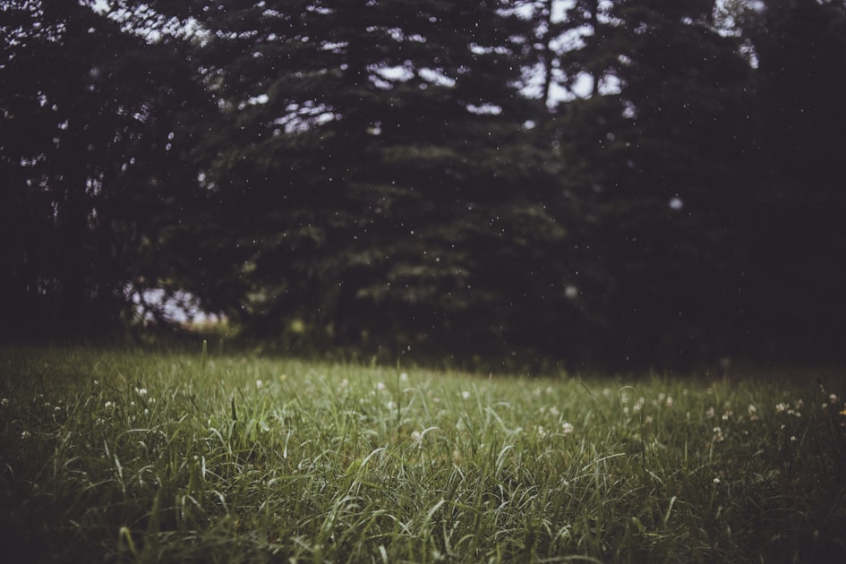 Outdoor Maintenance Tips for Homeowners