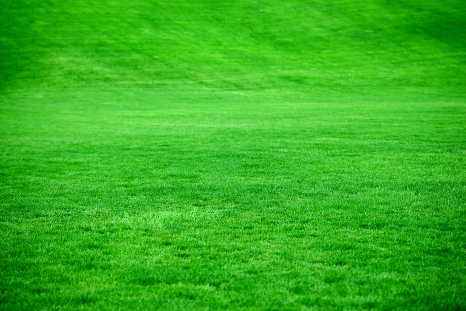 Essential Lawn Care Tips